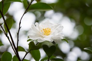 サザンカ（山茶花）03