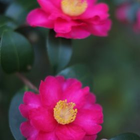 サザンカ（山茶花）とツバキ（椿）