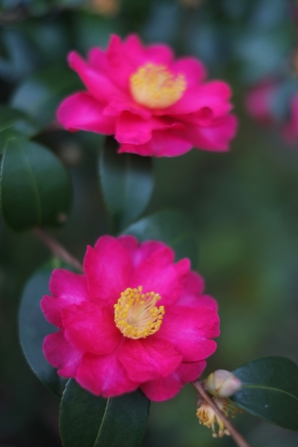 サザンカ（山茶花）とツバキ（椿）