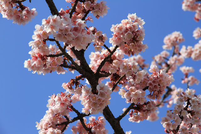 日本の桜 あたみ桜