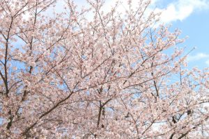 日本の桜 ソメイヨシノ（染井吉野）