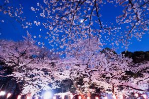 日本の桜 上野恩賜公園