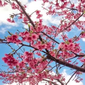 日本の桜 寒緋桜