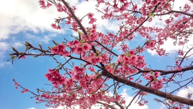 日本の桜 寒緋桜