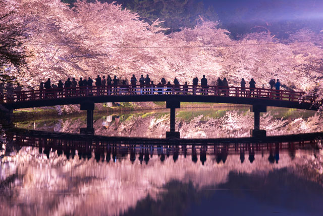 日本の桜 弘前公園