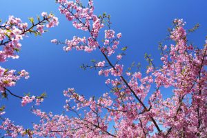 日本の桜 河津桜