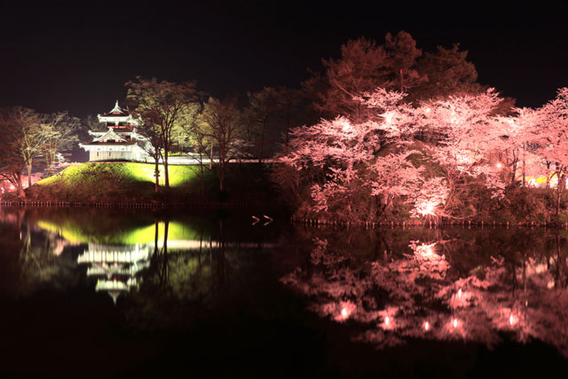 日本の桜 高田公園