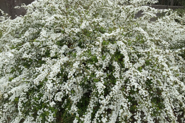 園芸の豆知識 ユキヤナギ 雪柳 とコデマリ 小手毬 新和造園株式会社