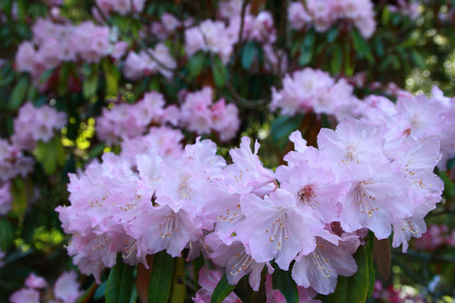 園芸の豆知識 日本石楠花と西洋石楠花 シャクナゲ 新和造園株式会社