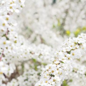 ユキヤナギ（雪柳）とコデマリ（小手毬）