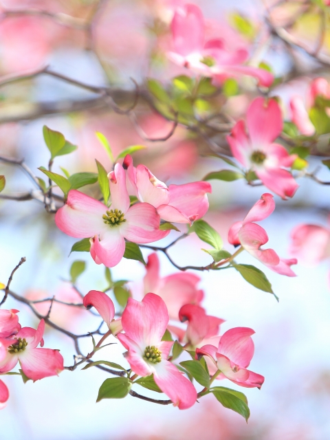 園芸の豆知識：ハナミズキ（花水木） | 新和造園株式会社