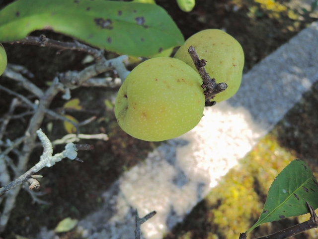 ボケ 木瓜 草木瓜 新和造園株式会社