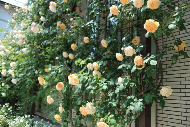 園芸の豆知識 バラ 薔薇 新和造園株式会社 園芸の豆知識 バラ 薔薇 新和造園株式会社