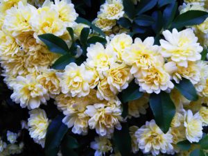 バラ（薔薇）：モッコウバラ02