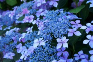 アジサイ（紫陽花）