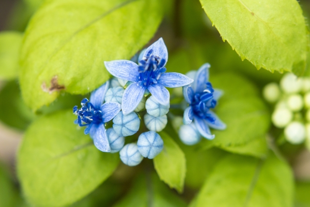 アジサイ（紫陽花）