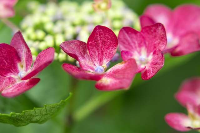 アジサイ（紫陽花）