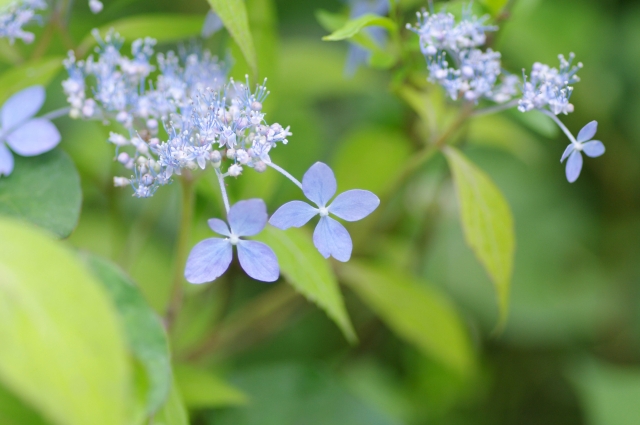 アジサイ（紫陽花）