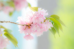【里桜】サトザクラ