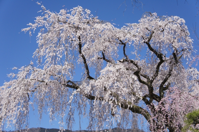 【枝垂れ桜】シダレザクラ