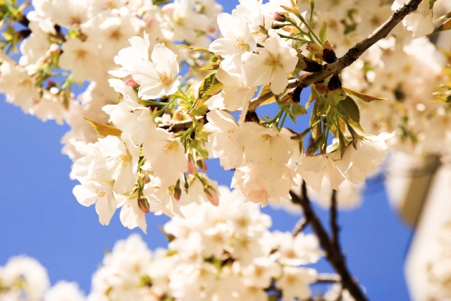 【大島桜】オオシマザクラ