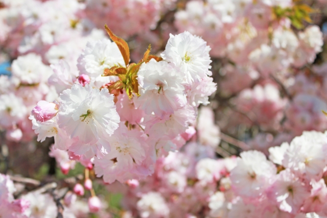 【八重桜】ヤエザクラ