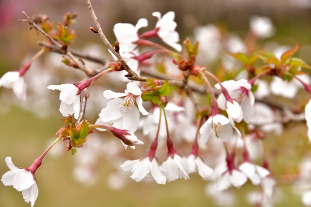 【豆桜】マメザクラ