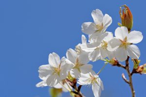 【山桜】ヤマザクラ