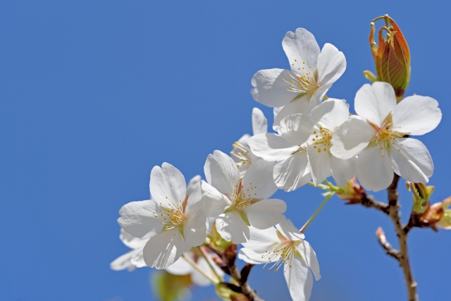 【山桜】ヤマザクラ