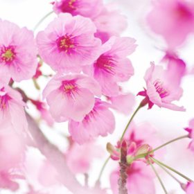 桜（サクラ）の種類