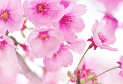 桜(サクラ)の種類