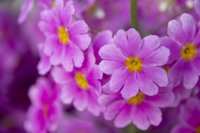 プリムラ・マラコイデス（化粧桜）