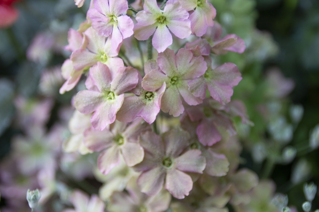 プリムラ・マラコイデス（化粧桜）