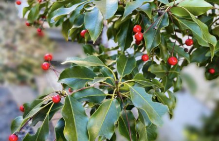 ソヨゴ（冬青）