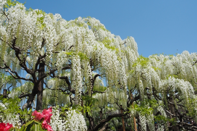 フジ（藤）の花