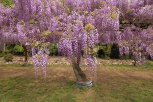 フジ（藤）の花