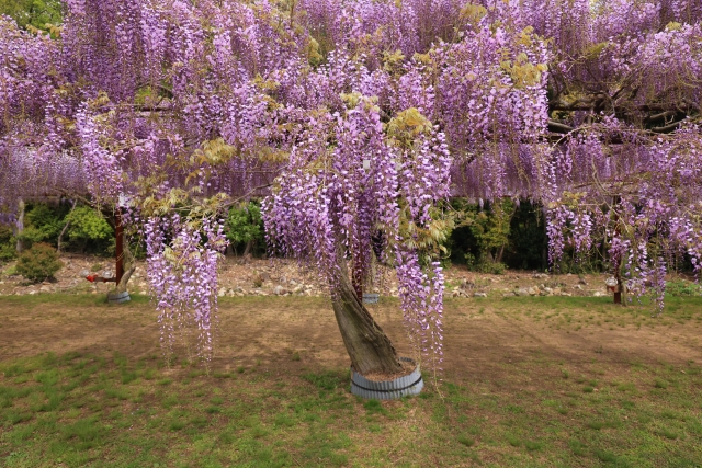 フジ（藤）の花