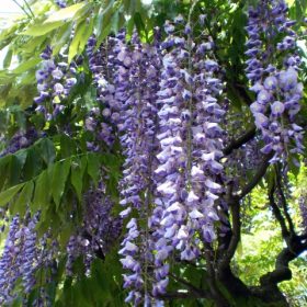 フジ(藤)の花