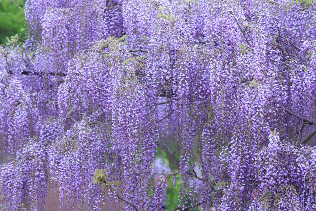 フジ（藤）の花