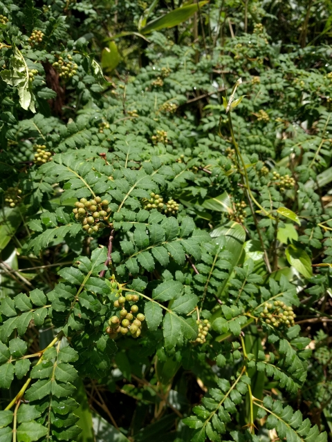 サンショウ（山椒）の木