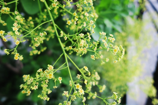 サンショウ（山椒）の花