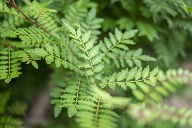 サンショウ（山椒）の葉