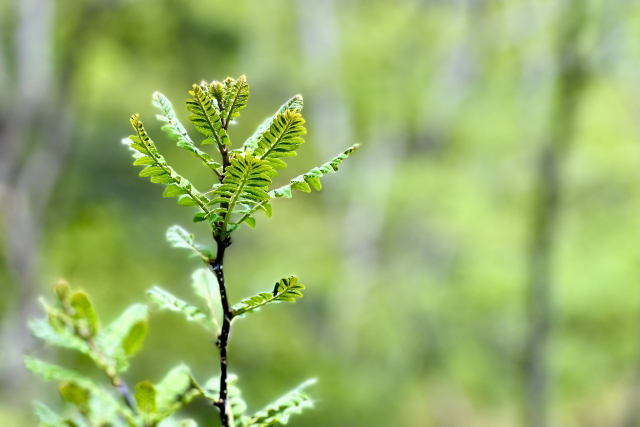 サンショウ（山椒）の新芽