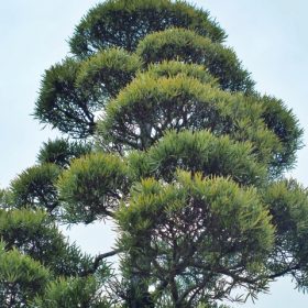 マキの木(槇の木)