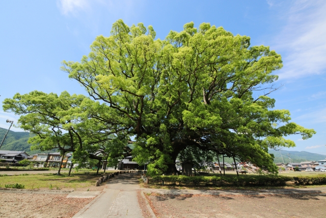 加茂の大楠