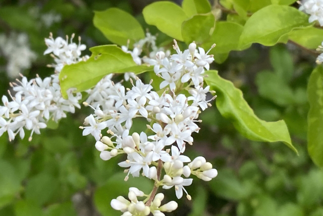 プリペットの花