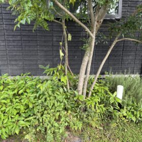 下草類