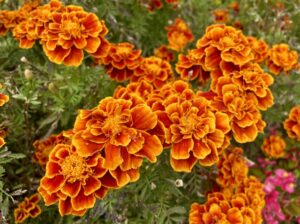 マリーゴールド