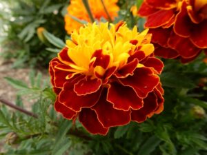 マリーゴールド