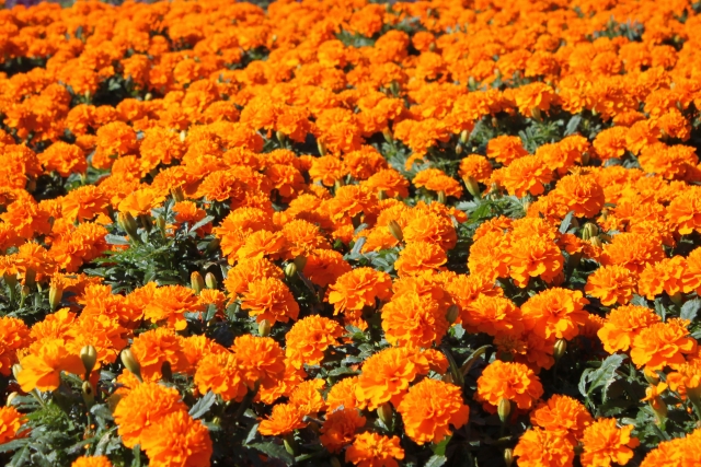 マリーゴールド